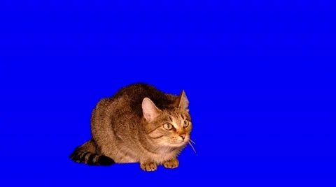 4k striped grey cat looking up with interest Stock Footage 52083930
