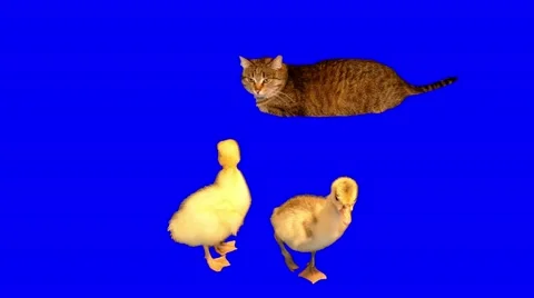 4k striped grey cat lying and watching attentively 2 little goslings Stock Footage 50764742