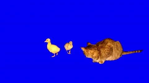 4k striped grey cat lying and watching attentively 2 little goslings Stock Footage 52227368