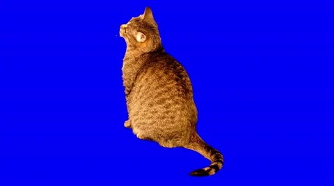 4k striped grey cat playing with paper Stock Footage 52008021