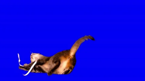 4k striped grey cat plays with sheet of paper  1 Stock Footage 52085287