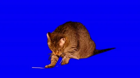 4k striped grey cat plays with sheet of paper 2 Stock Footage 52085575
