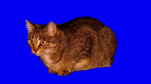 4k striped grey cat sits and looking with interest Stock Footage 52085115