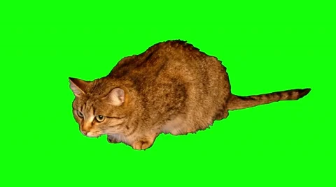4k striped grey cat sitting, watching and sniffing Stock Footage 50761990