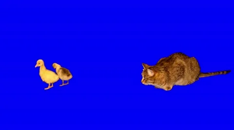4k striped grey cat sitting and watching attentively 2 little goslings Stock Footage 50762697