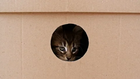 4k Striped Grey Kitten Getting out From Hole in a Cardboard Box. Cat Hiding in Stock Footage 157020986