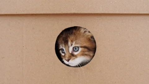 4k Striped Grey Kitten Getting out From Hole in a Cardboard Box. Cat Hiding in Stock Footage 161542083
