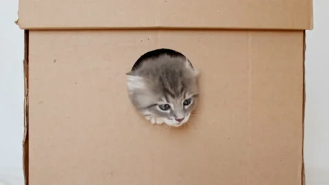 4k Striped Grey Kitten Getting out From Hole in a Cardboard Box. Cat Hiding in Stock Footage 220935037