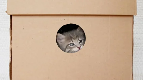 4k Striped Grey Kitten Getting out From Hole in a Cardboard Box. Cat Hiding in Stock-Footage 228804488