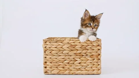 4k Striped Grey Kitten Playing in a Basket on a White Background. Cat Hiding in Stock Footage 157368829