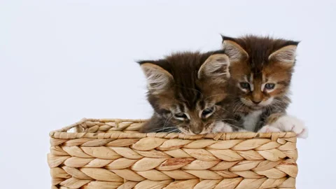 4k Striped Grey Kittens Playing in a Basket on a White Background. Cats Hiding Video stock 162349504