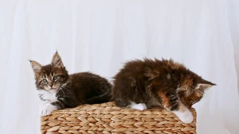 4k Striped Grey Kittens Sit on a Basket and Play on a White Background. Cats Stock Footage 161223992
