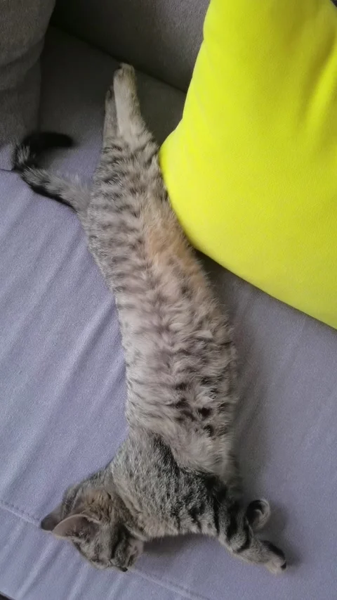 4k striped kitty looking at camera. Stock Footage 183962785