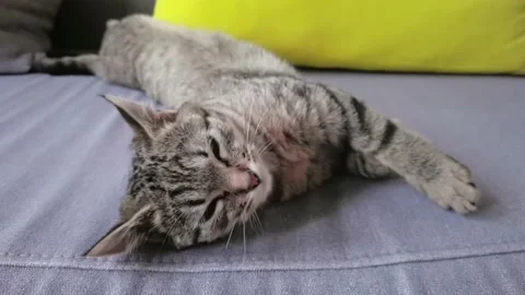 4k striped kitty looking at camera. Stock Footage 183963131