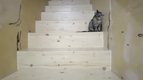 4k striped kitty looking at camera. Stock Footage 183970014