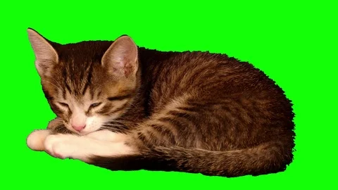 4k striped sleepy kitten is lying and drowsing Stock Footage 71521668