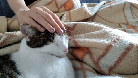 4k stroking a сat Lying on the сouch Stock Footage 118247082