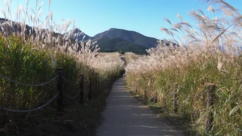 4K Stroll Through Soni Highlands' Pampas Elegance by Drone Stock Footage 257788596