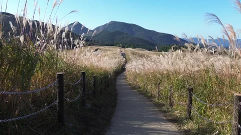 4K Stroll Through Soni Highlands' Golden Pampas Fields by Drone Stock Footage 257789203