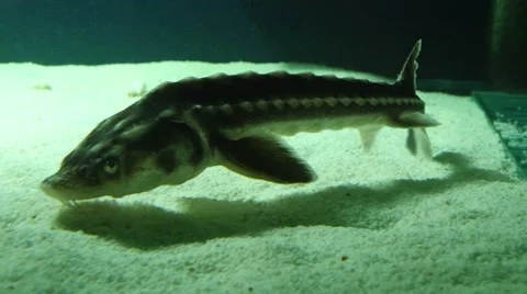 4k, Sturgeon in the aquarium 스톡 동영상 54592644