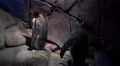 4k Subantarctic king penguins in dark indoor cave 4k or 4k+ Resolution