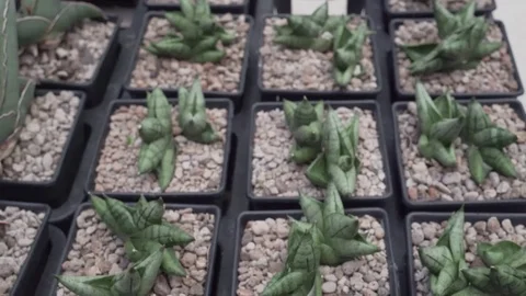 4k succulents close Stock Footage 103188907