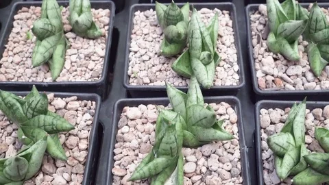 4k succulentss close up Video stock 103188890