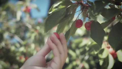 4K Summer Cherries Tree, Hand Picking Cherry Stock Footage 77325283