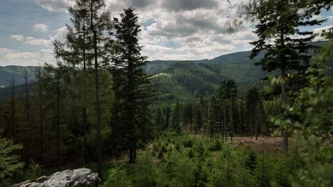 4K Summer day in forest with moving clouds and shadows Stock Footage 125980552