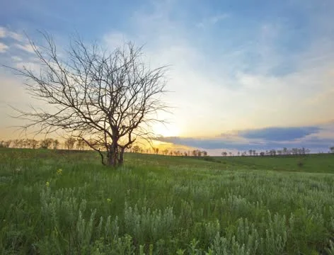 4K - summer landscape - sunset Stock Footage 21347610
