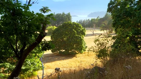 4K Summer Landscape, Tree in Dry Yellow Grassland Scene Island Ocean Background Stock Footage 83394418