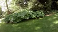 4k summer shadow area in botanic garden 4k or 4k+ Resolution