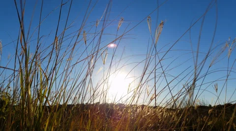 4K Summer Sun Light Through Grass - Grass moving in the breeze Stock Footage 39298945