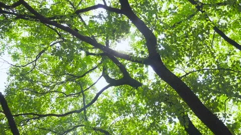 4K Summer Sunlight and Tree Shadow Patterns Empty Shot Stock Footage 319630190