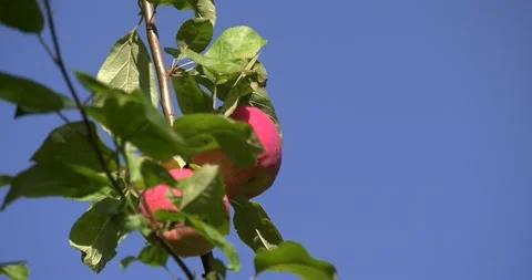 4K summer time video of apple trees Stock Footage 160535962