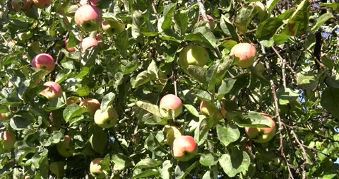 4K summer time video of apple trees Stock Footage 160535984