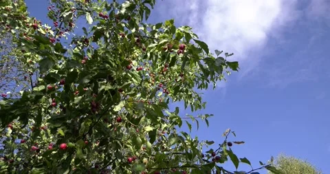 4K summer time video of apple trees Stock Footage 160535986