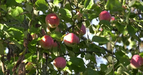 4K summer time video of apple trees Stock Footage 160538032