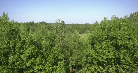 4K summer video of green fields in Russia Stock Footage 160507421