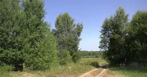 4K summer video of green fields in Russia Stock Footage 160507428