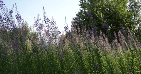 4K summer video of green fields in Russia Stock Footage 160507489