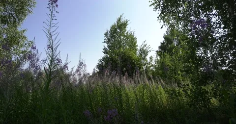 4K summer video of green fields in Russia Stock Footage 160507525