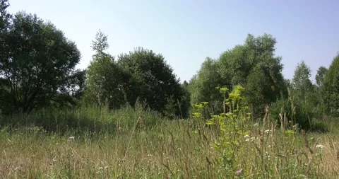 4K summer video of green fields in Russia Stock Footage 160507886