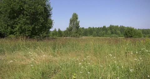4K summer video of green fields in Russia Stock Footage 160507902