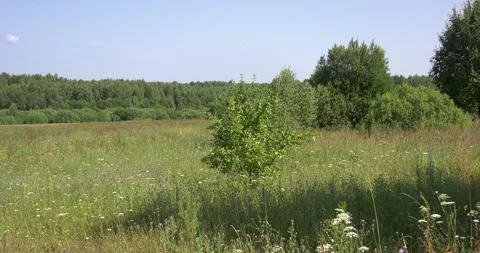 4K summer video of green fields in Russia Stock Footage 160507905