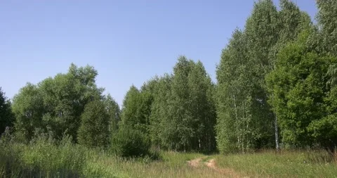 4K summer video of green fields in Russia Stock Footage 160507910