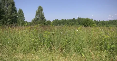 4K summer video of green fields in Russia Stock Footage 160507923