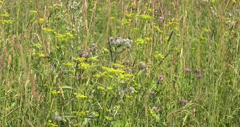 4K summer video of green fields in Russia Stock Footage 160507993