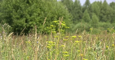 4K summer video of green fields in Russia Stock Footage 160530360