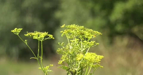 4K summer video of green fields in Russia Stock Footage 160530363